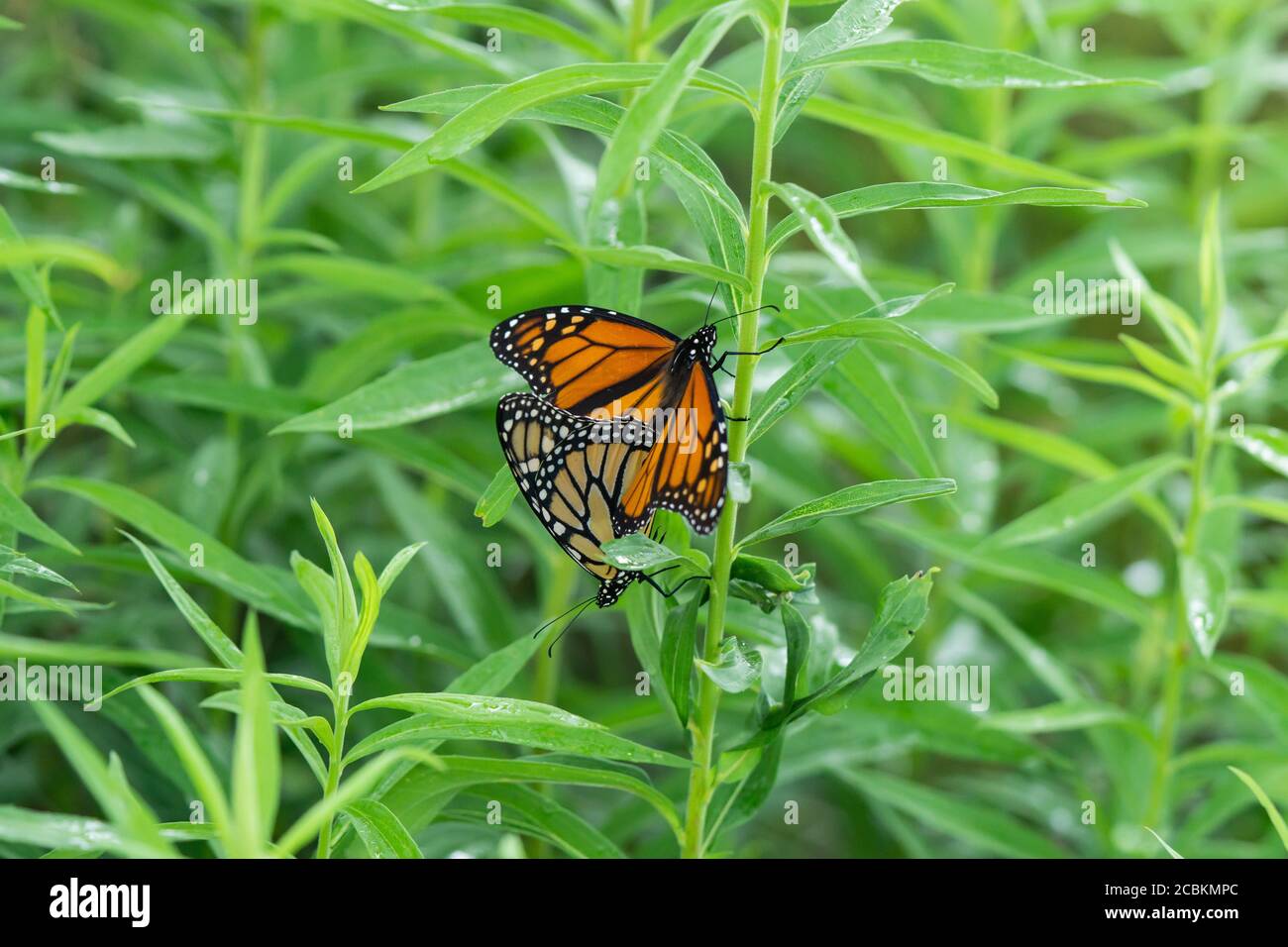Monarch papillons accouplement en été Banque D'Images
