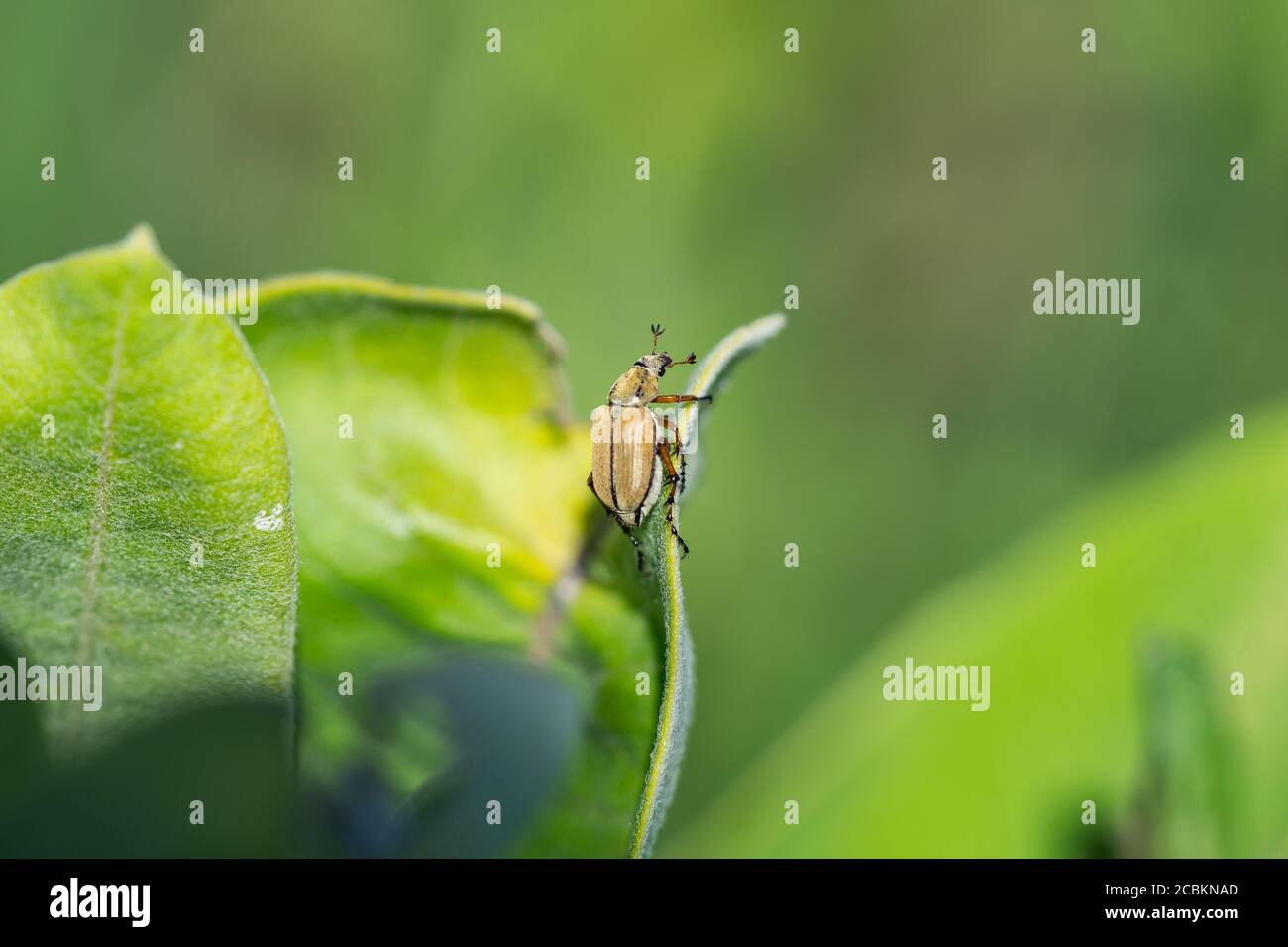 Rose Chafer Beetle en été Banque D'Images
