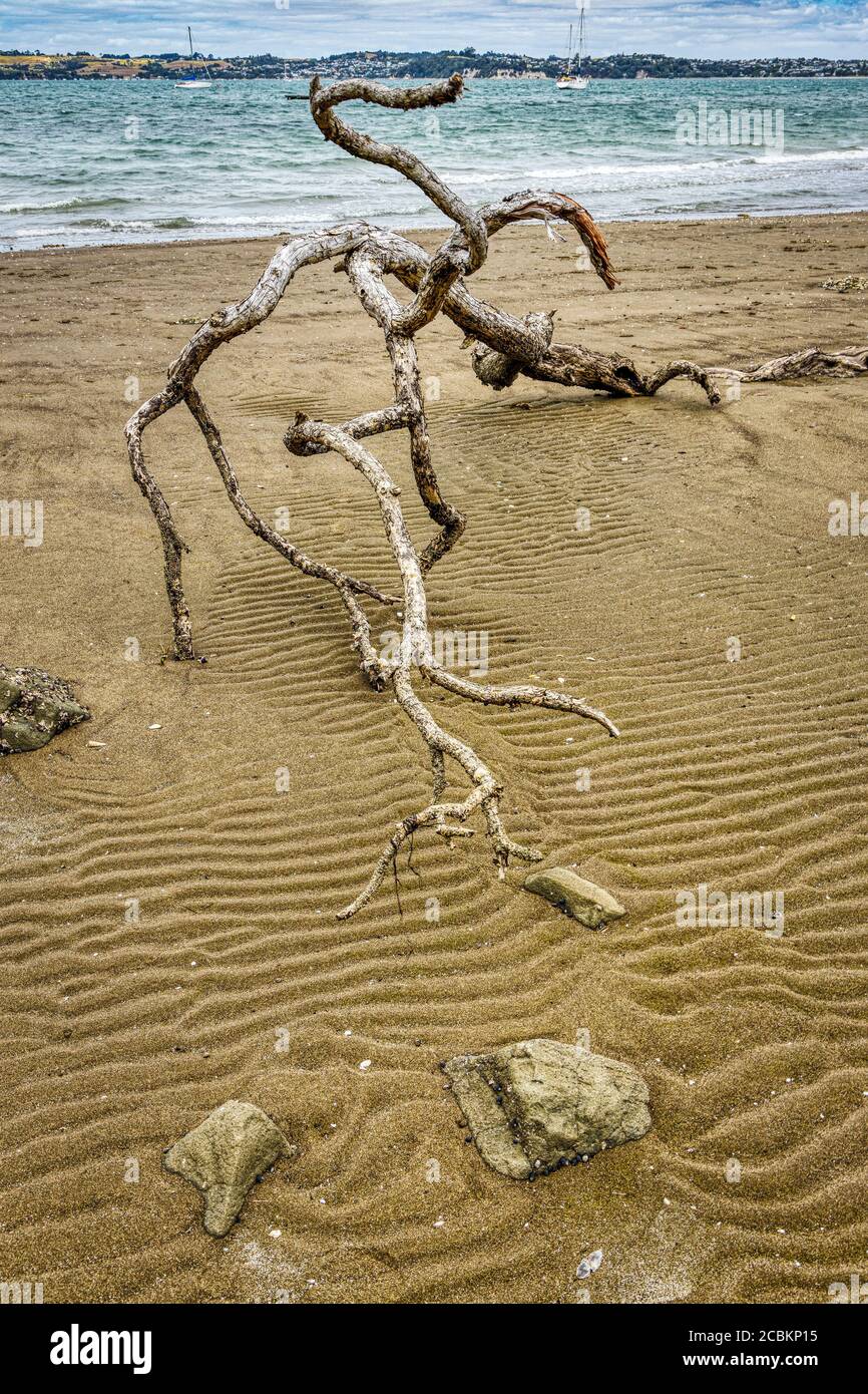 Le bois de Driftwood s'étend sur une plage de sable, Île du Nord, Nouvelle-Zélande. Banque D'Images
