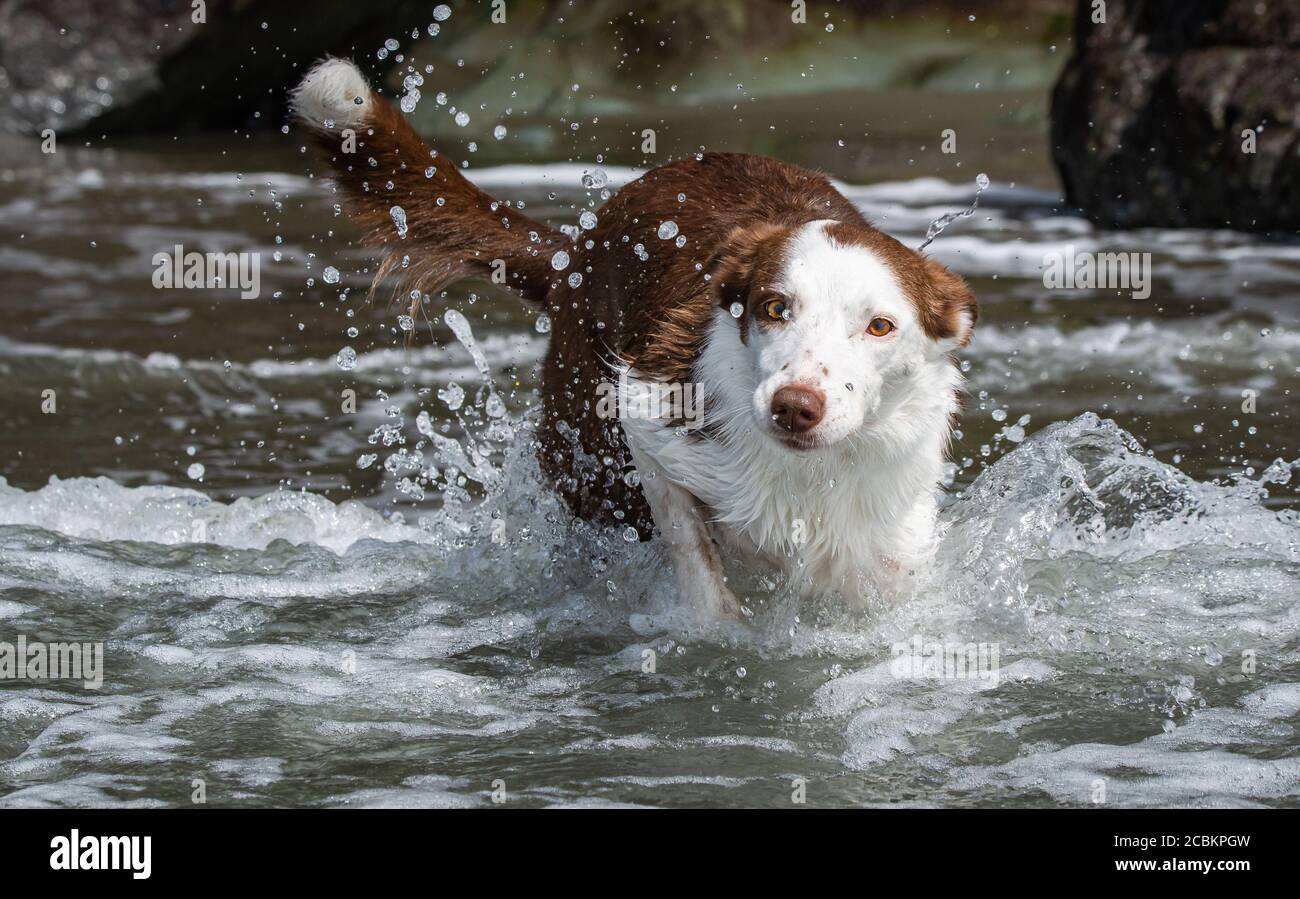 Border collie éclabousse dans l'océan à Luffenholtz Beach, Californie Banque D'Images