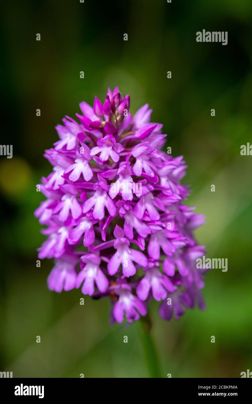 Anacamptis pyramidalis orchidée pyramidale (sauvages) Banque D'Images