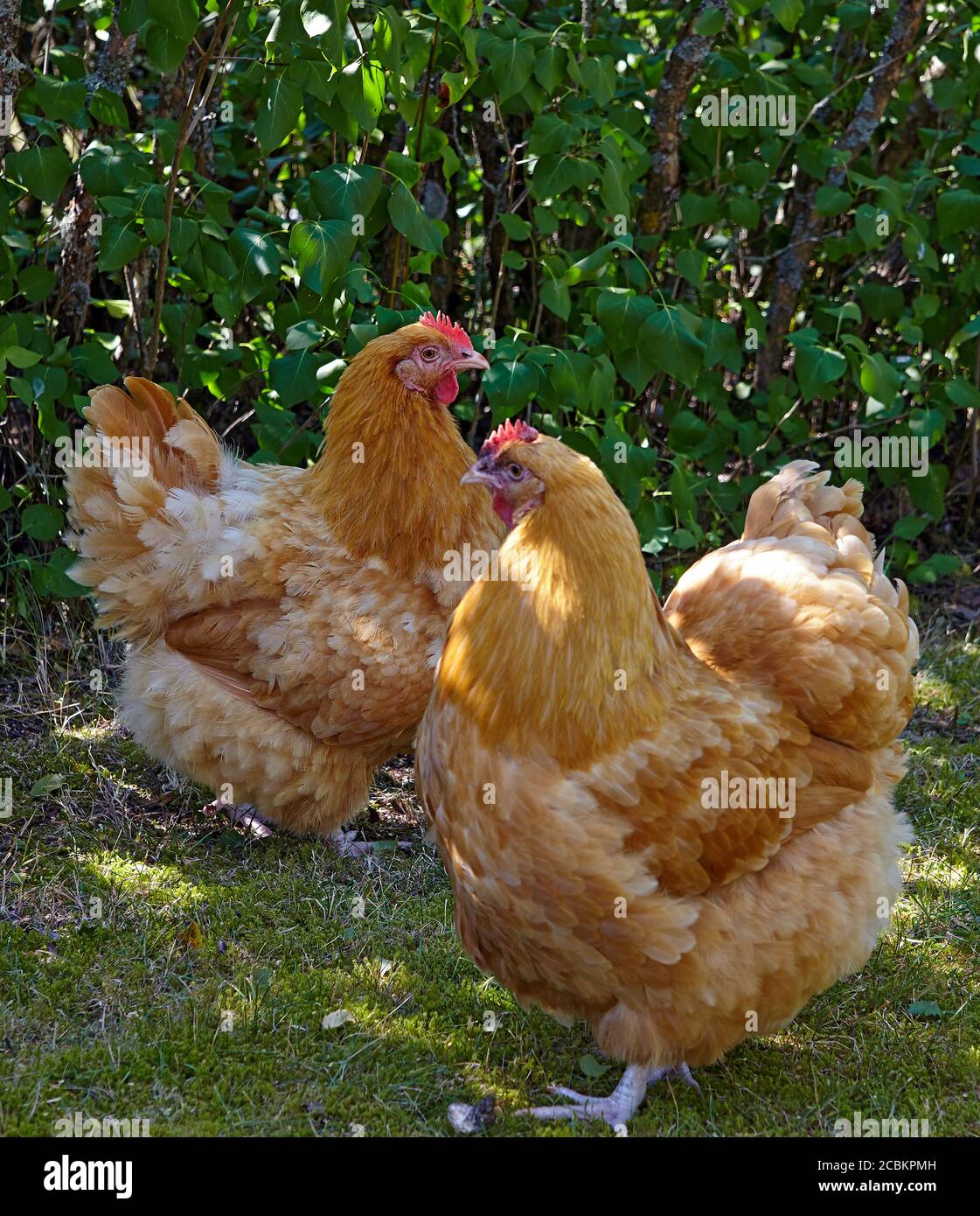 Poulet orpington poulet à la poule libre dans un jardin. Malmkoping suède Banque D'Images