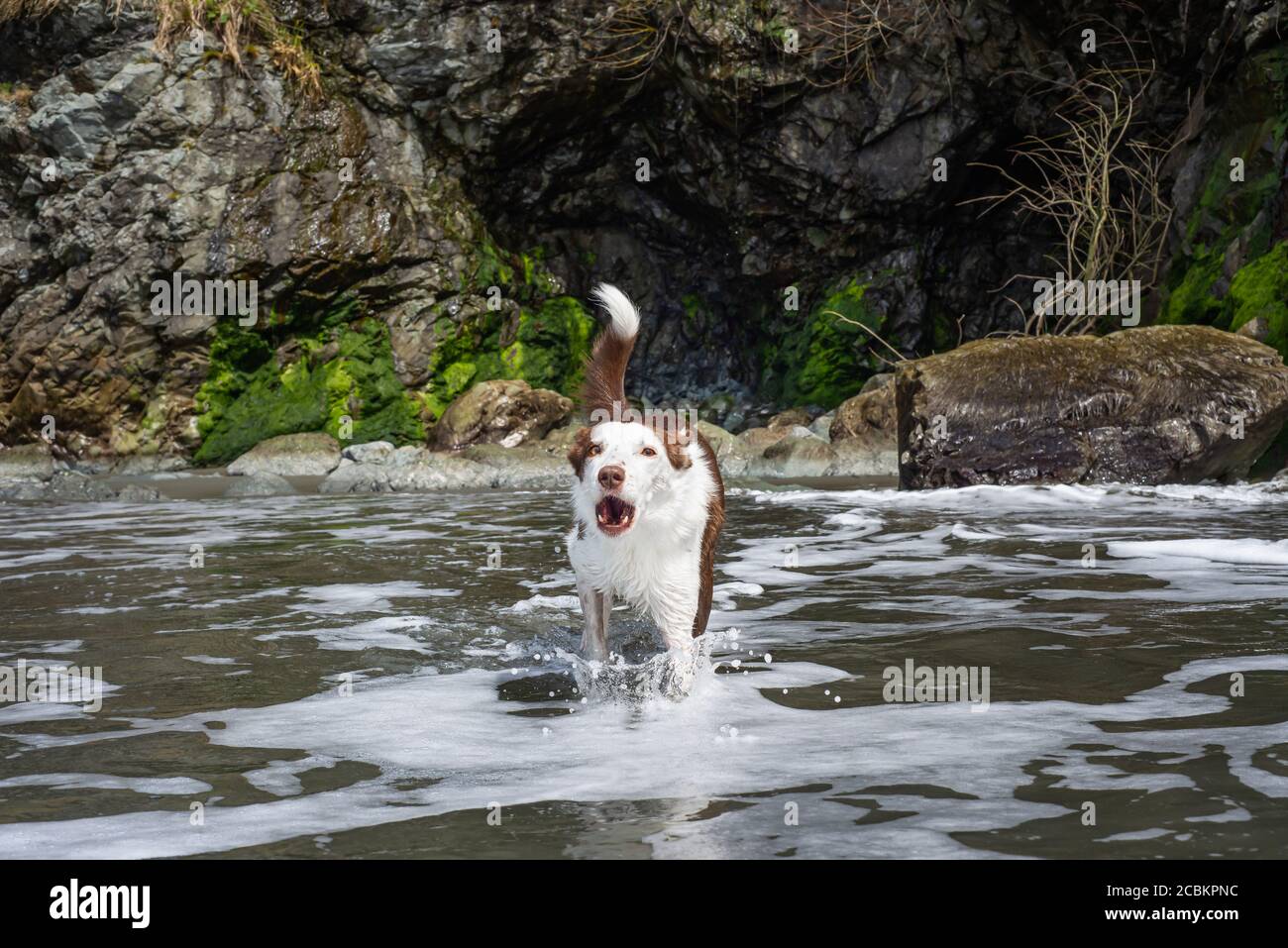 Aboiement de chiens dans l'eau à Luffenholtz Beach, Trinidad, Californie Banque D'Images