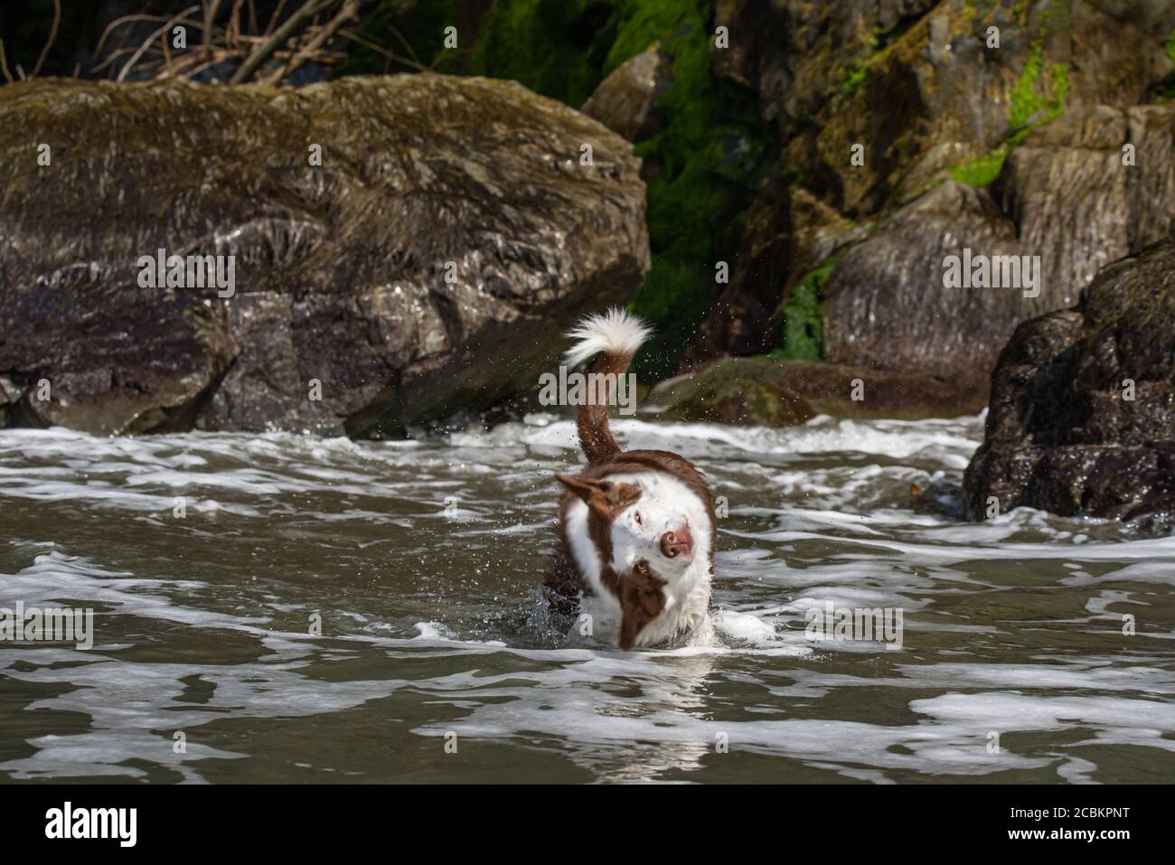 Bordure humide agitant collie drôle de visage expression California Ocean Beach Banque D'Images