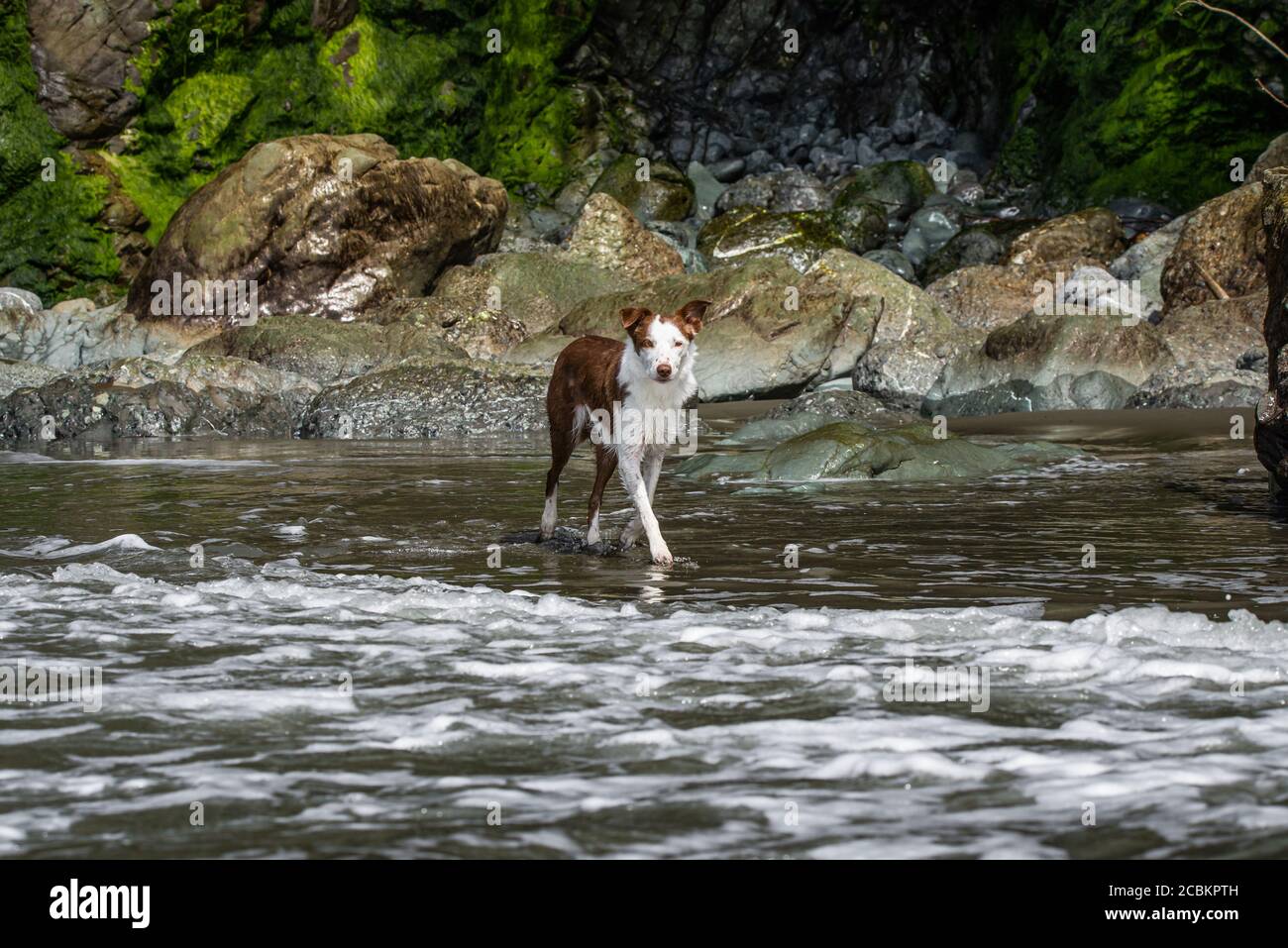 Chien collie de bordure humide jouant dans l'eau de l'océan à Plage de Luffenholtz Banque D'Images