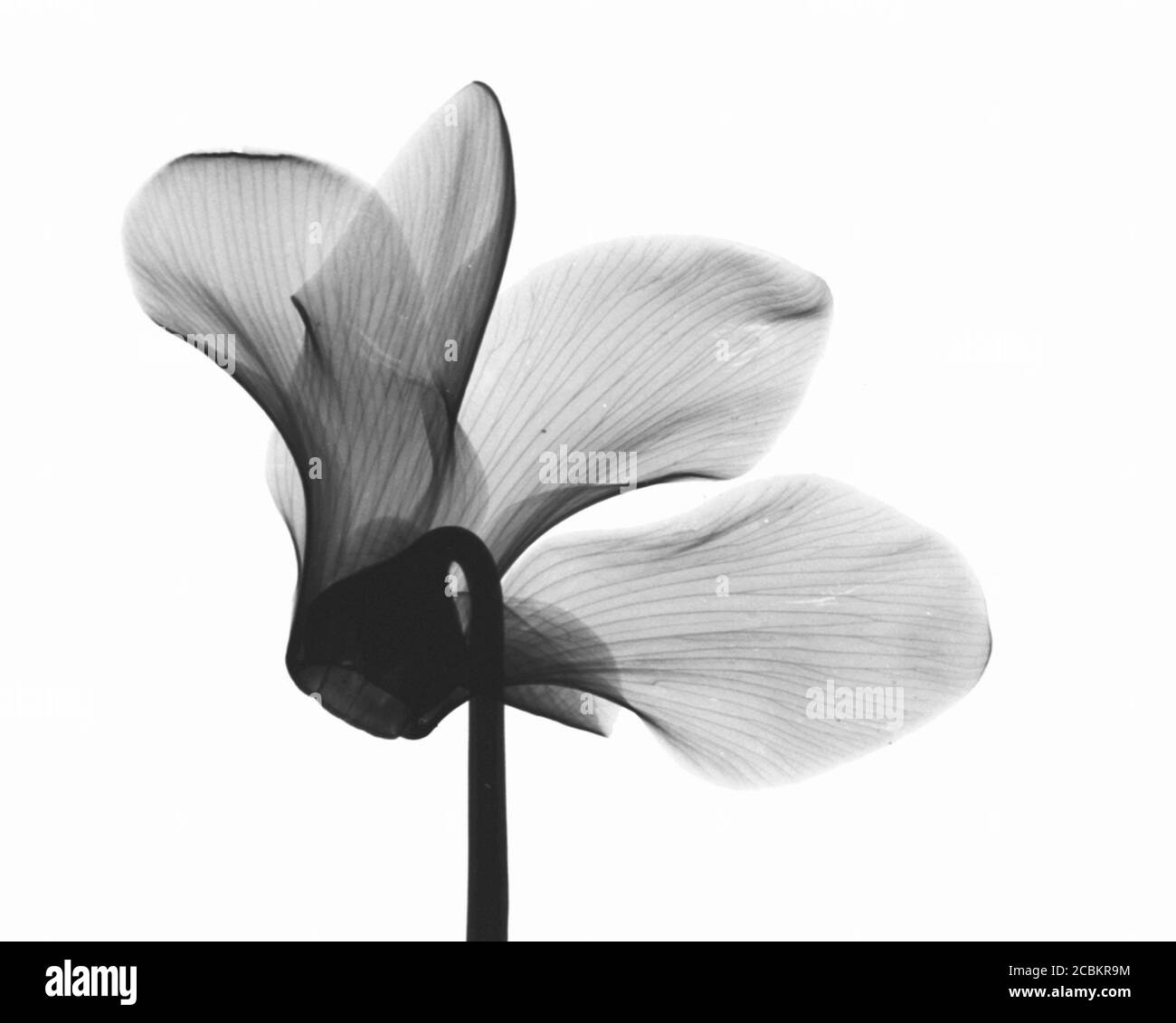 Image radiographique de la fleur de cyclamen Banque D'Images