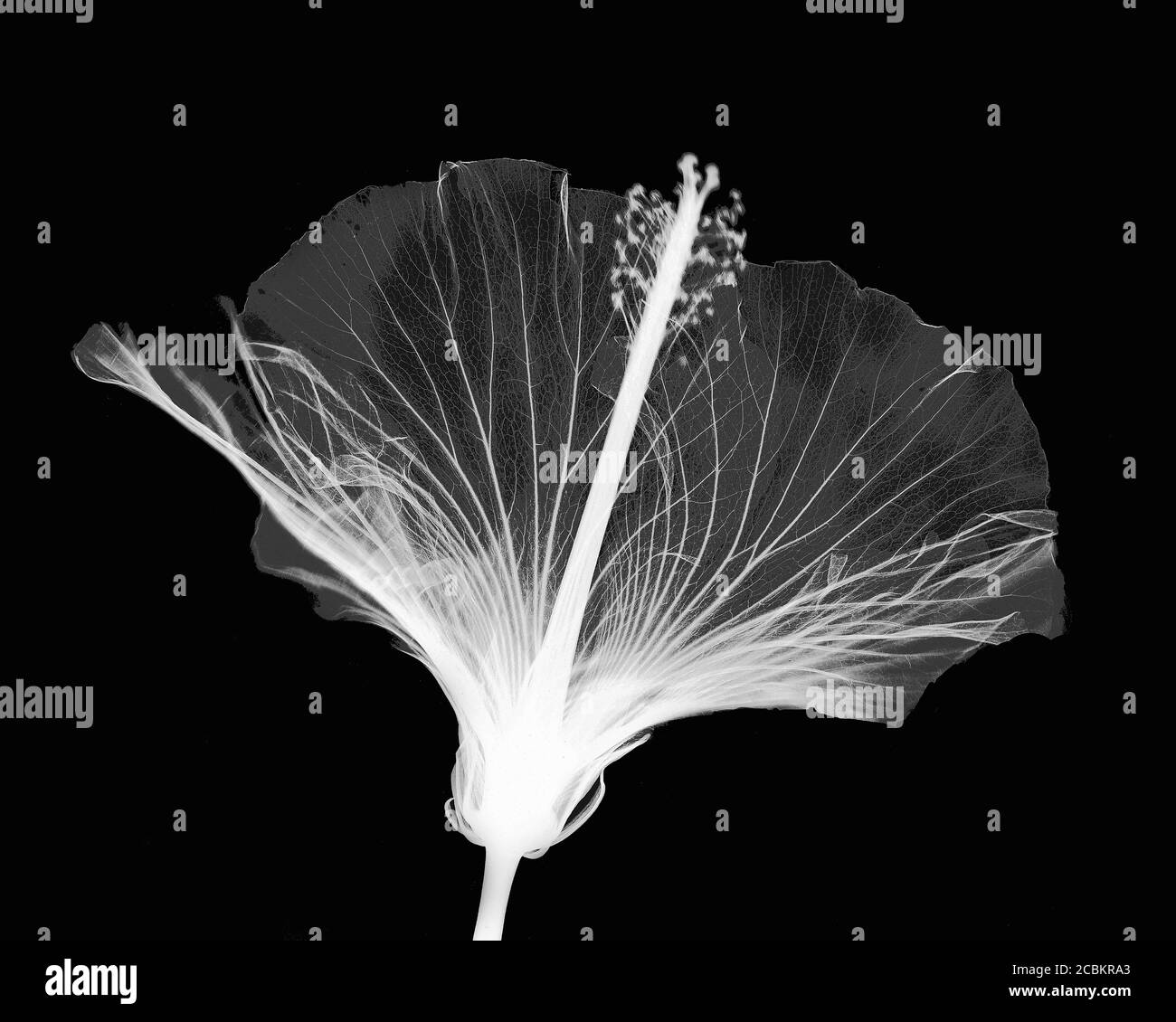 Image inversée de la fleur d'hibiscus Banque D'Images