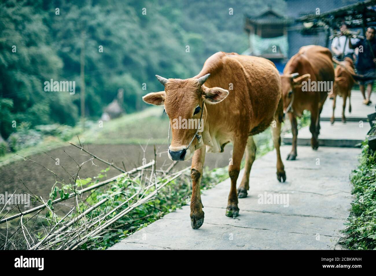 Vaches marchant dans une rangée, Fenghuang, Hunan, Chine Banque D'Images