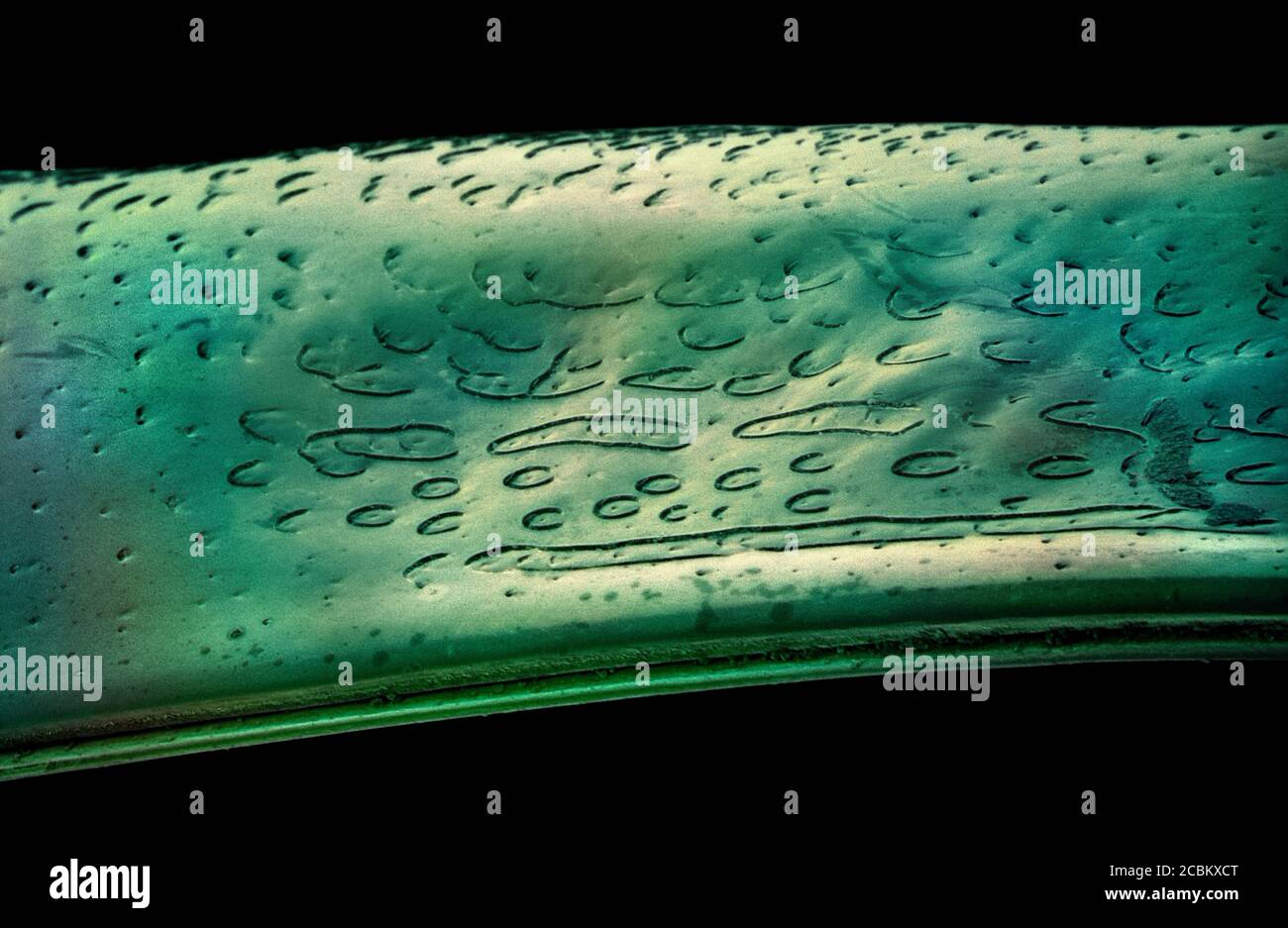 Coleoptera insect microscope Banque de photographies et d’images à ...