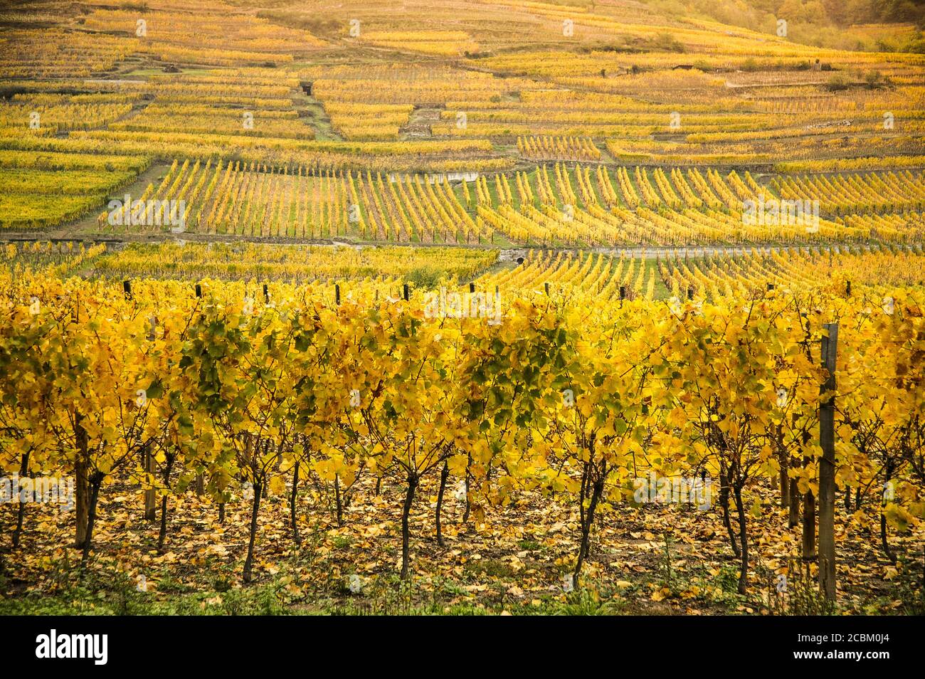 Champs de vignes d'automne sur la route des vins dAlsace, France Banque D'Images