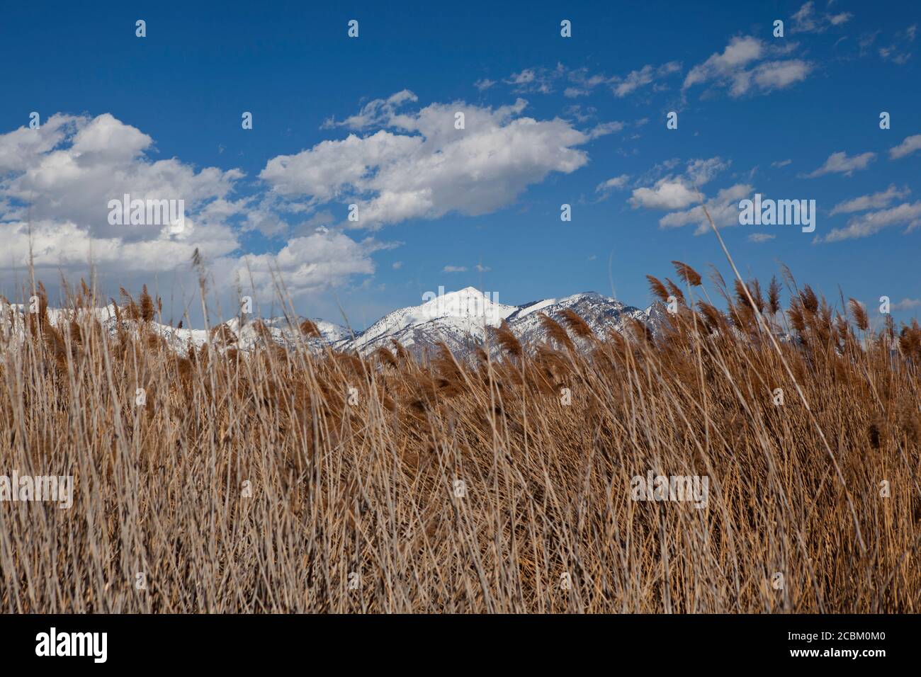 Vue sur les roseaux devant la montagne enneigée, Lehi, Utah, États-Unis Banque D'Images