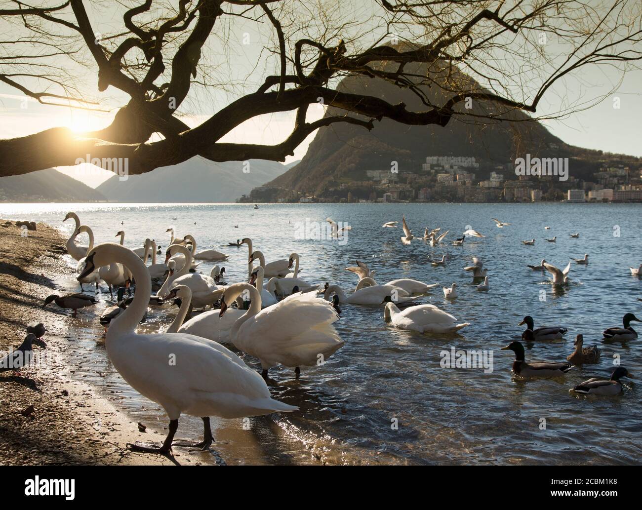 Lugano Winter Banque D Image Et Photos Alamy