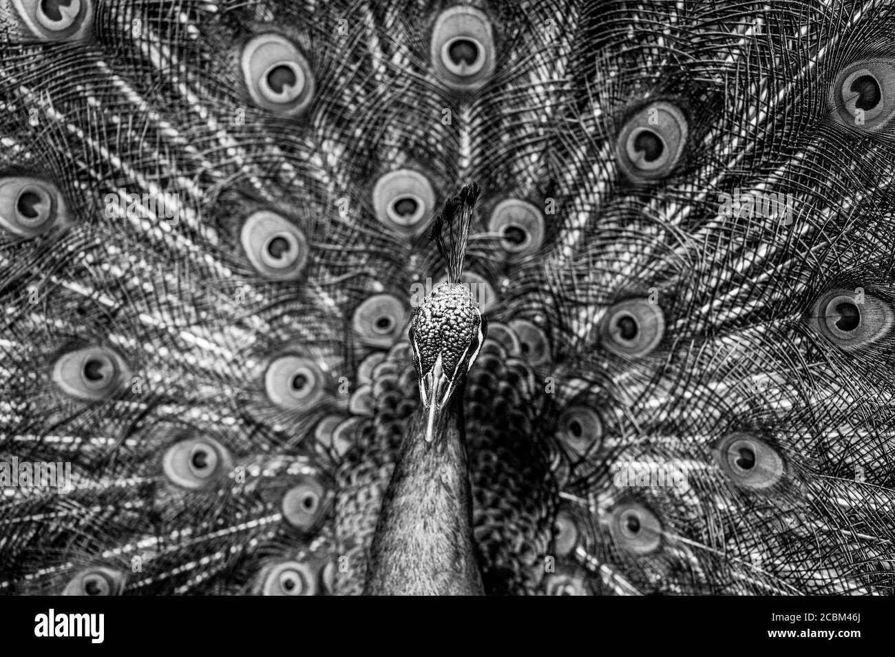 Oiseau de paon indien Peafhibou, Pavo cristatus, avec plumes de queue pleine exposition Banque D'Images