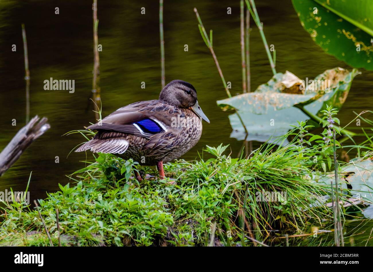 Jeune Mallard Hen à South Skookum Lake Banque D'Images