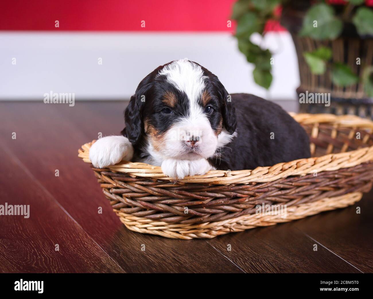 F1 Bernedoodle miniature tricolore Puppy dans un panier Banque D'Images