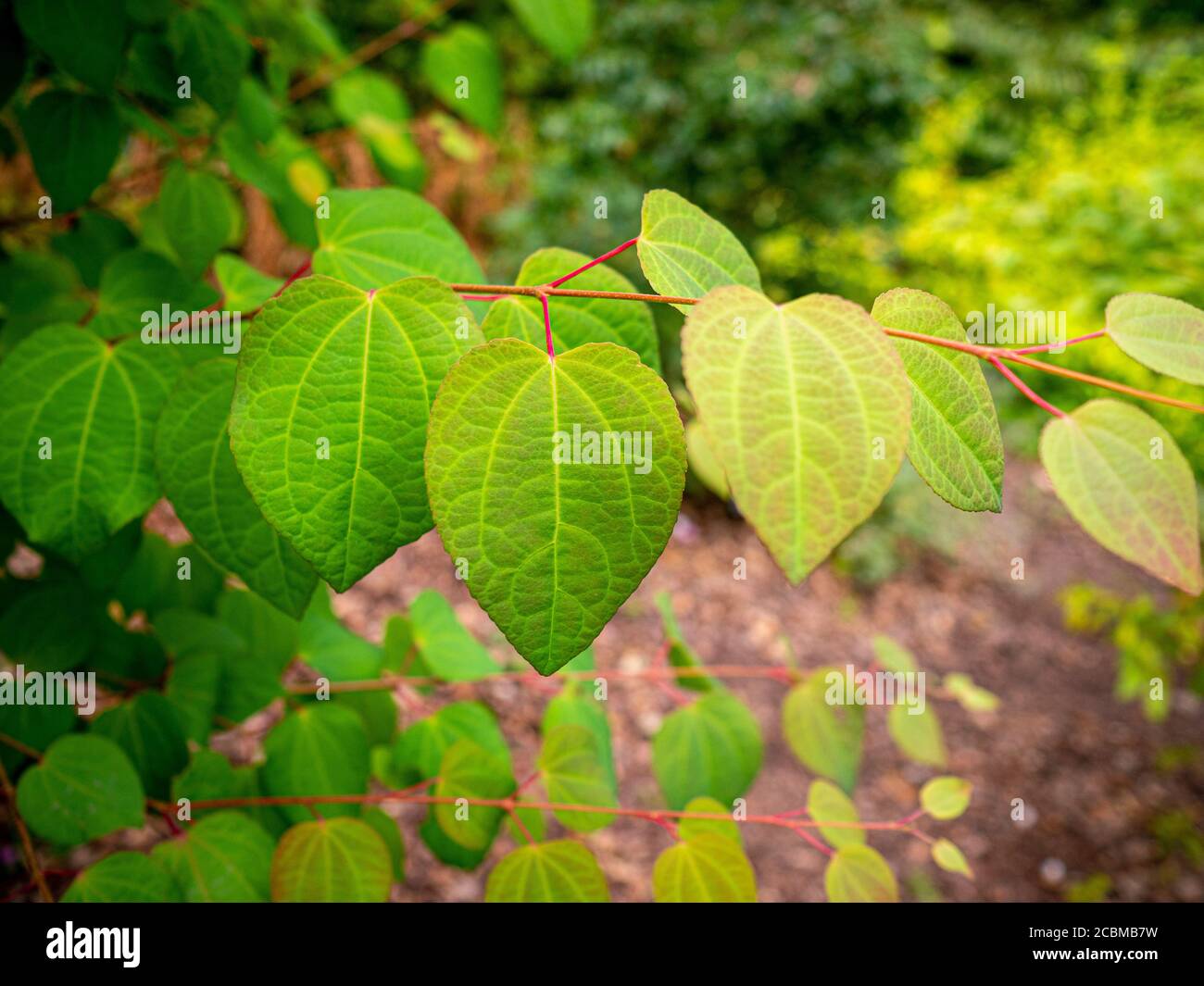 Feuilles en forme de coeur de l'arbre Cercidiphyllum japonicum. ROYAUME-UNI Banque D'Images