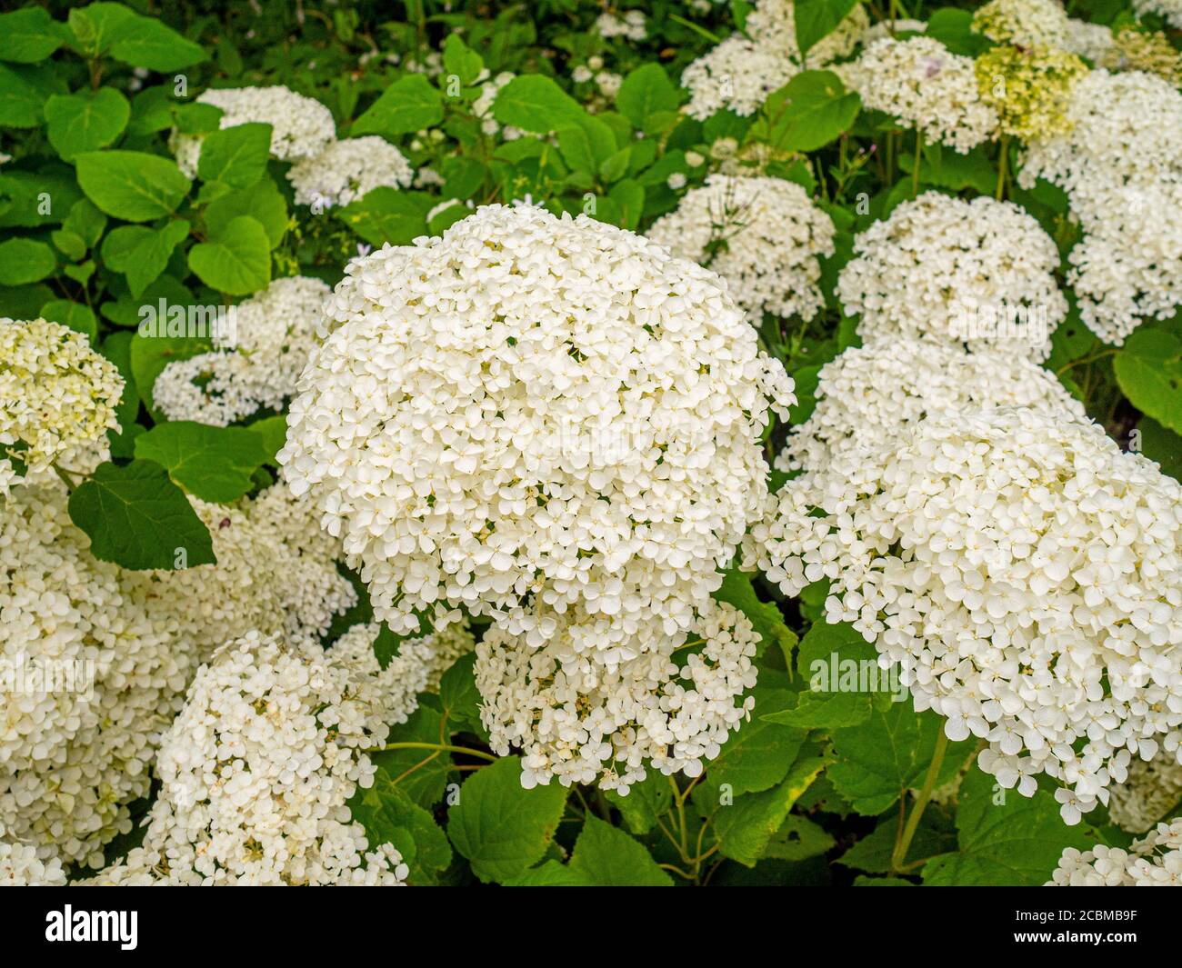 Fleurs blanches d'Hydrangea Orborescens 'Annabelle' poussant dans un jardin britannique. Banque D'Images