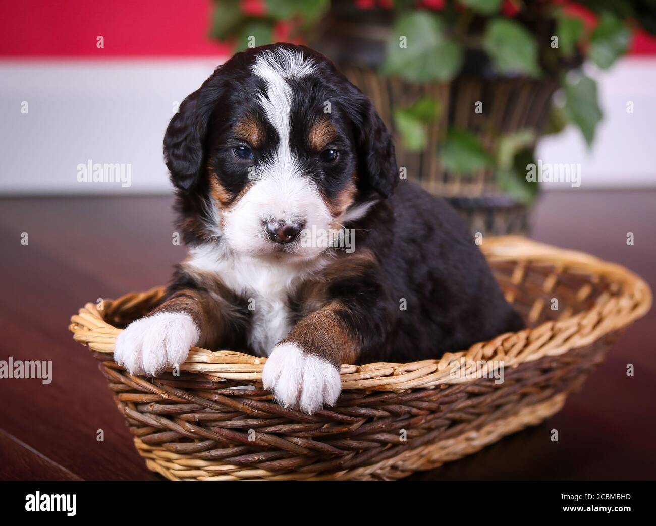 F1 Bernedoodle miniature tricolore Puppy dans un panier Banque D'Images
