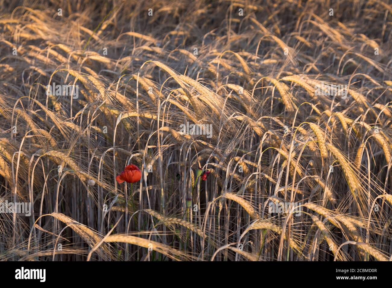 Fleur de pavot (Papaver rhoeas) dans un champ de blé (Triticum spp)​. Banque D'Images
