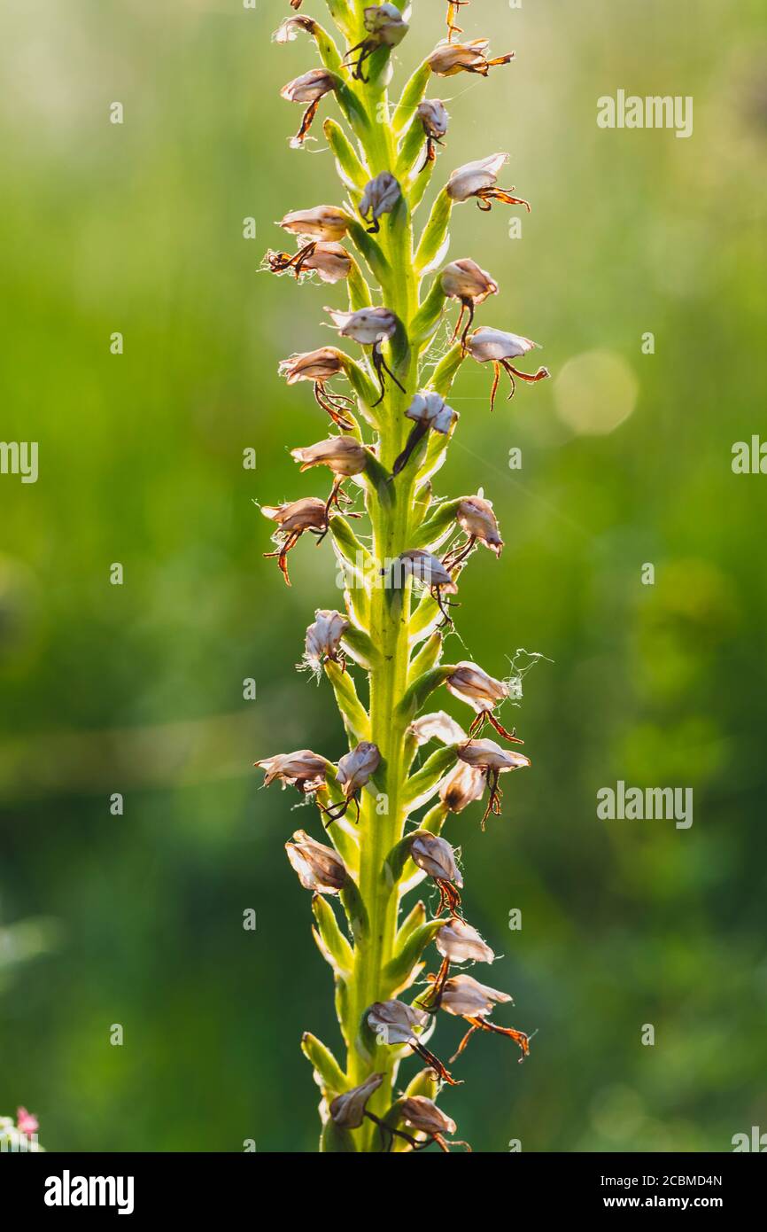 Fleurs d'orchidées d'homme (Aceras anthropophorum). Banque D'Images