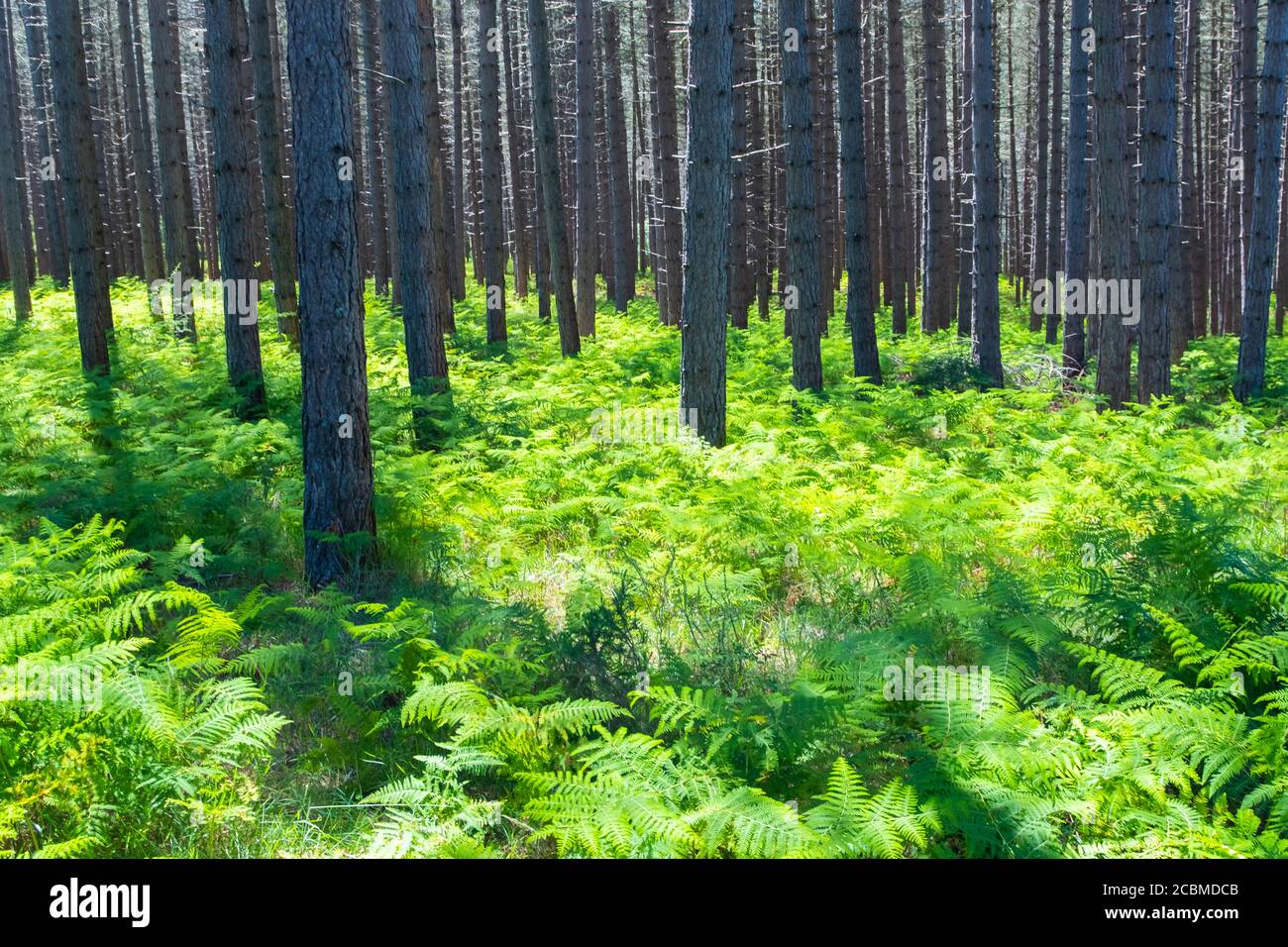 Forêt de pins et fougères. Banque D'Images