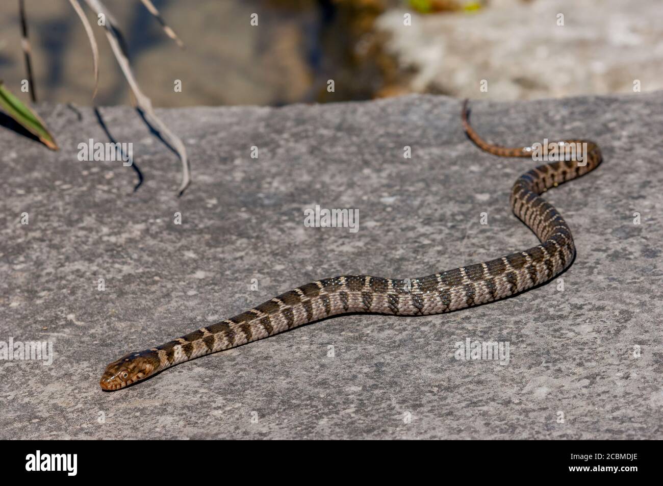 Un serpent d'eau à craquer (Nerodia erythrogaster transversa) est en voie de ramper sur une roche dans le pays de Hill au Texas près de Hunt, États-Unis. Banque D'Images