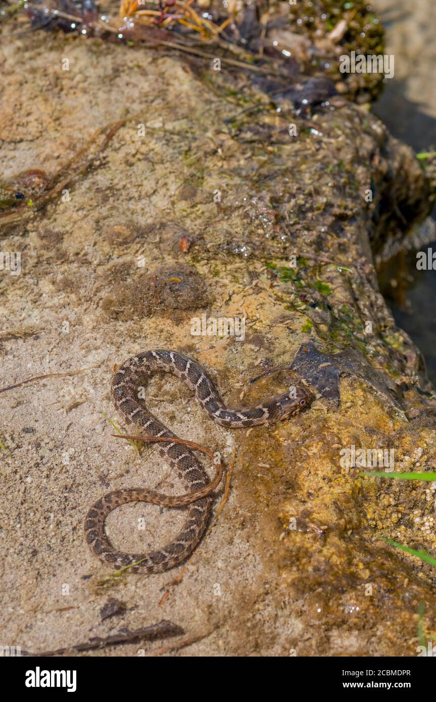 Un serpent d'eau à craquer (Nerodia erythrogaster transversa) est en voie de ramper dans l'eau dans le pays de Hill, au Texas, près de Hunt, aux États-Unis. Banque D'Images