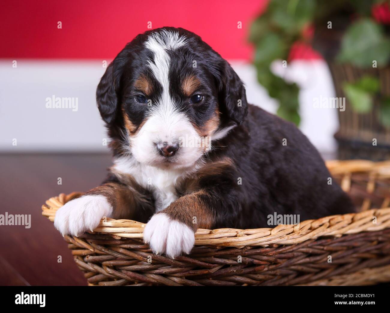 F1 Bernedoodle miniature tricolore Puppy dans un panier Banque D'Images