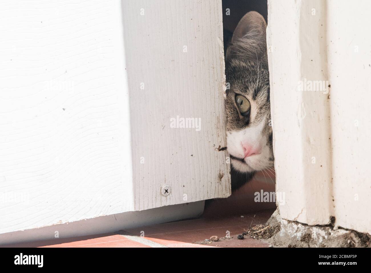 Un chat curieux piquer à travers une fissure laissée par une porte partiellement ouverte. Le chat intérieur regarde curieusement l'extérieur. Banque D'Images