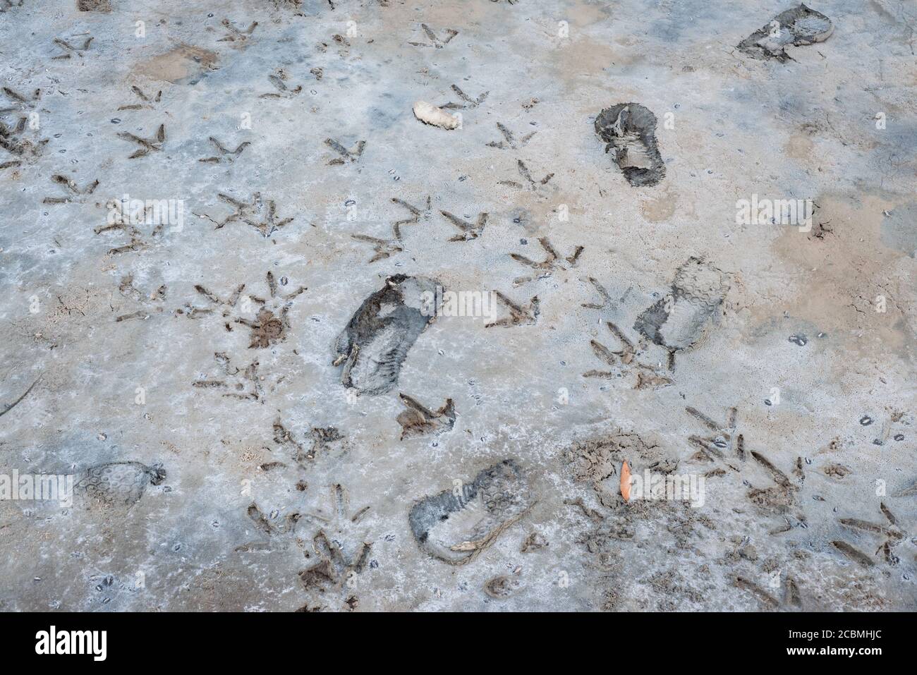 Les empreintes d'un oiseau à gué probablement un aigrette et une personne dans un marais salé dans le parc national de China Camp à San Rafael, Californie. Banque D'Images