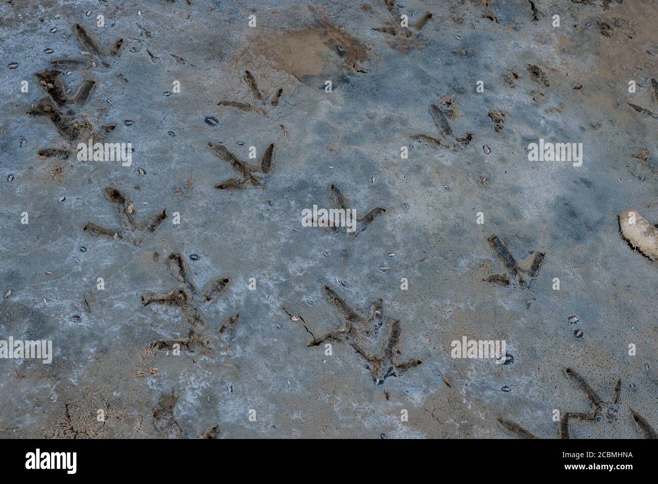 Les empreintes d'un oiseau à gué probablement un aigrette dans un marais salé dans le parc national de China Camp à San Rafael, Californie. Banque D'Images