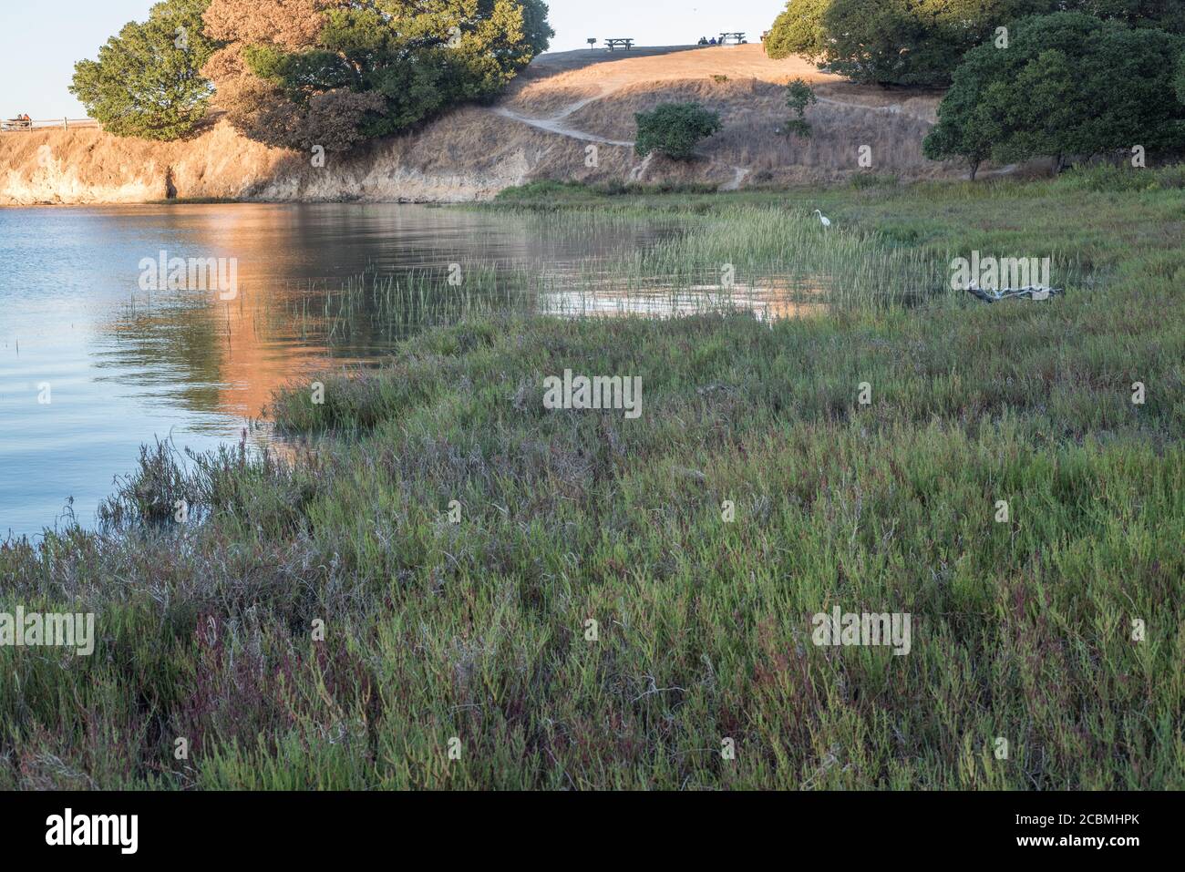 Un marais salé dans le parc national de China Camp en Californie, habitat important pour certaines espèces menacées. Banque D'Images