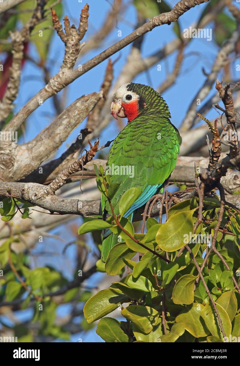 Parrot cubain (Amazona leucocephala leucocephala) adulte perché dans la péninsule de Zapata, Cuba Mars 2013 Banque D'Images