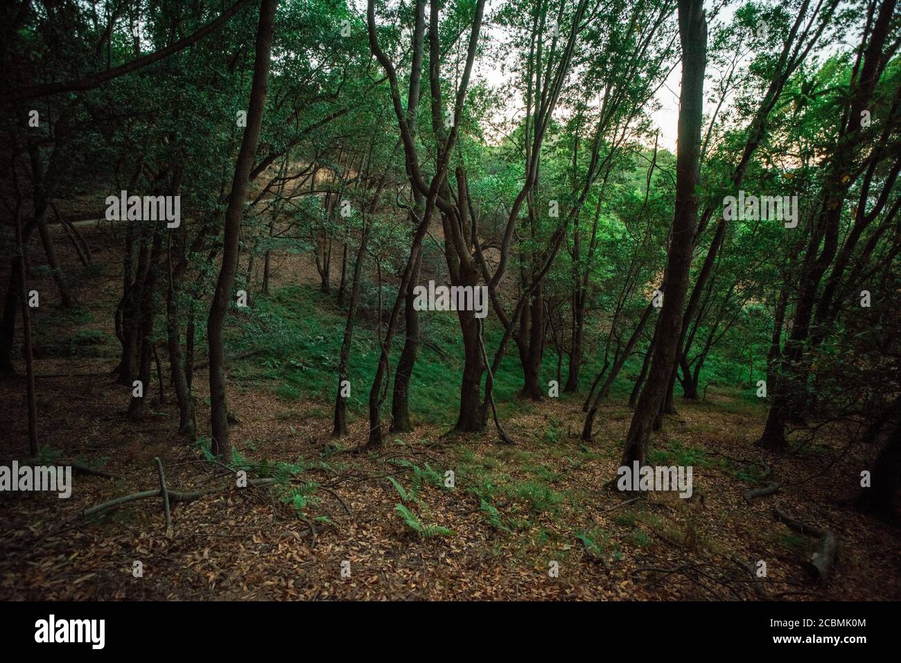 Une zone boisée dans le parc national de China Camp en Californie. Banque D'Images