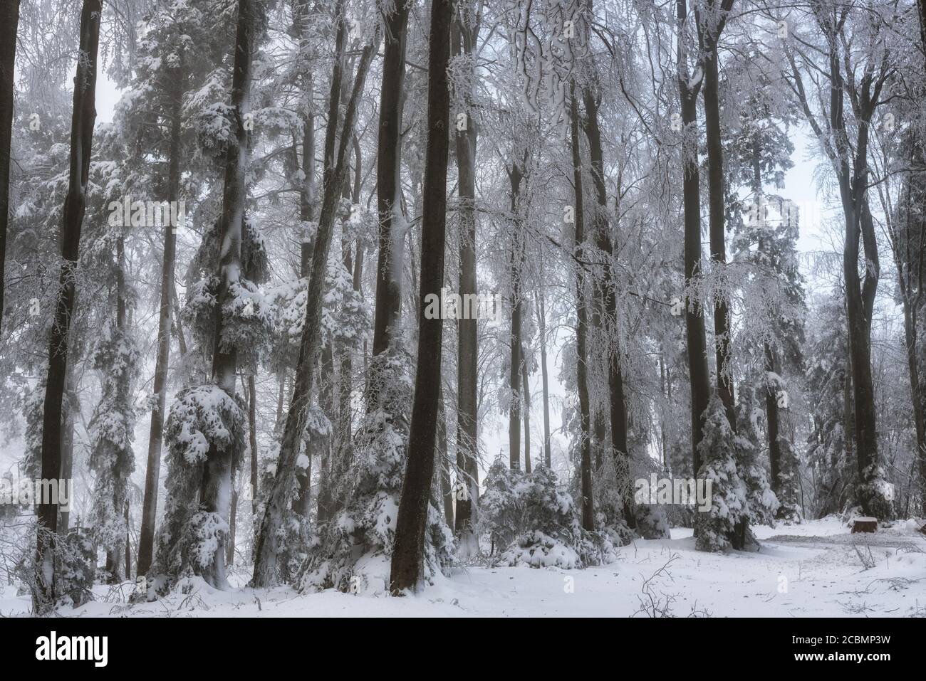 Vue en angle bas magnifique des arbres dans la forêt pendant la saison d'hiver Banque D'Images