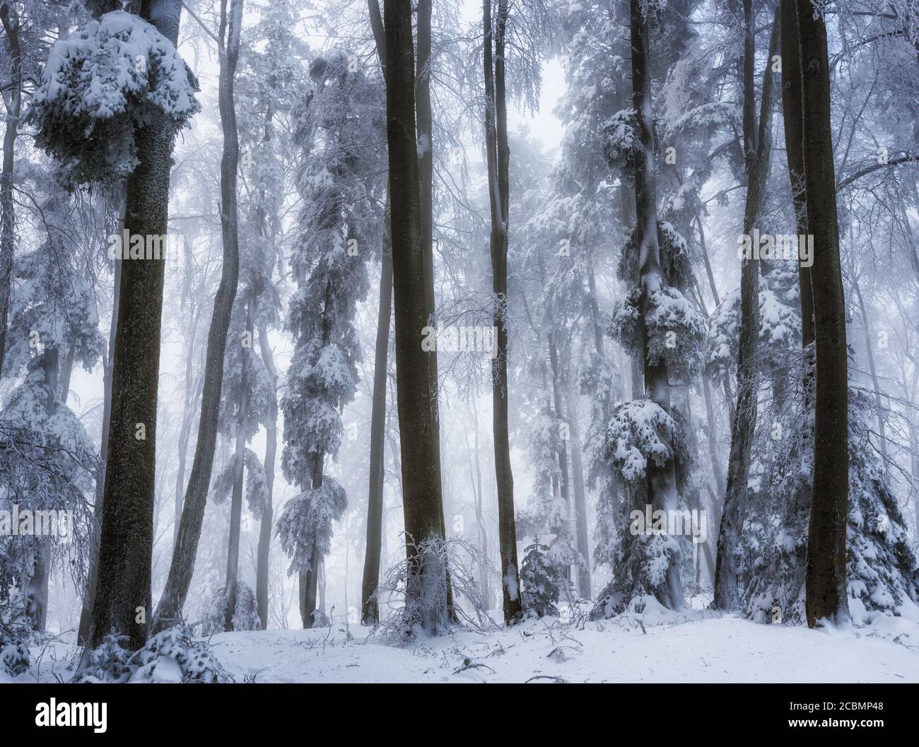 Vue en angle bas magnifique des arbres dans la forêt pendant la saison d'hiver Banque D'Images