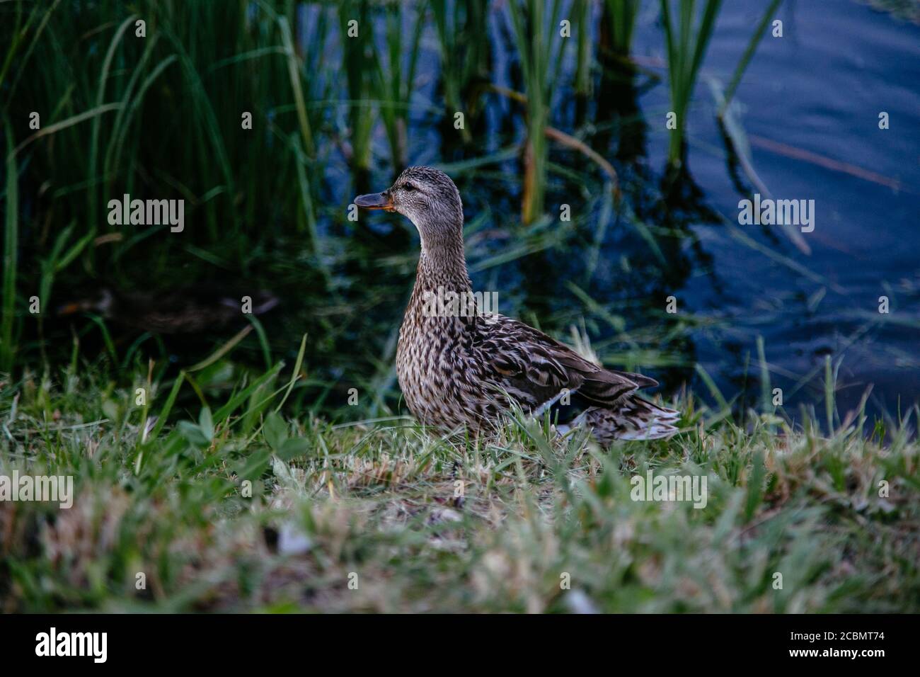 Canard gris près de l'étang Banque D'Images