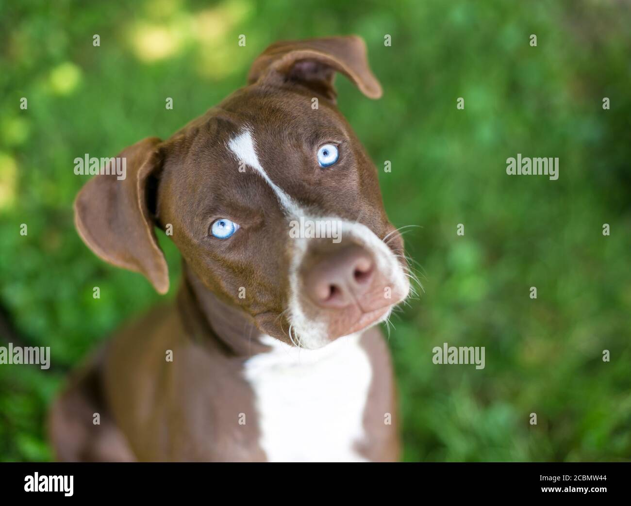 Chien de race mixte Pit Bull Terrier marron et blanc avec des yeux bleu clair, regardant l'appareil photo et écoutant avec une inclinaison de la tête Banque D'Images