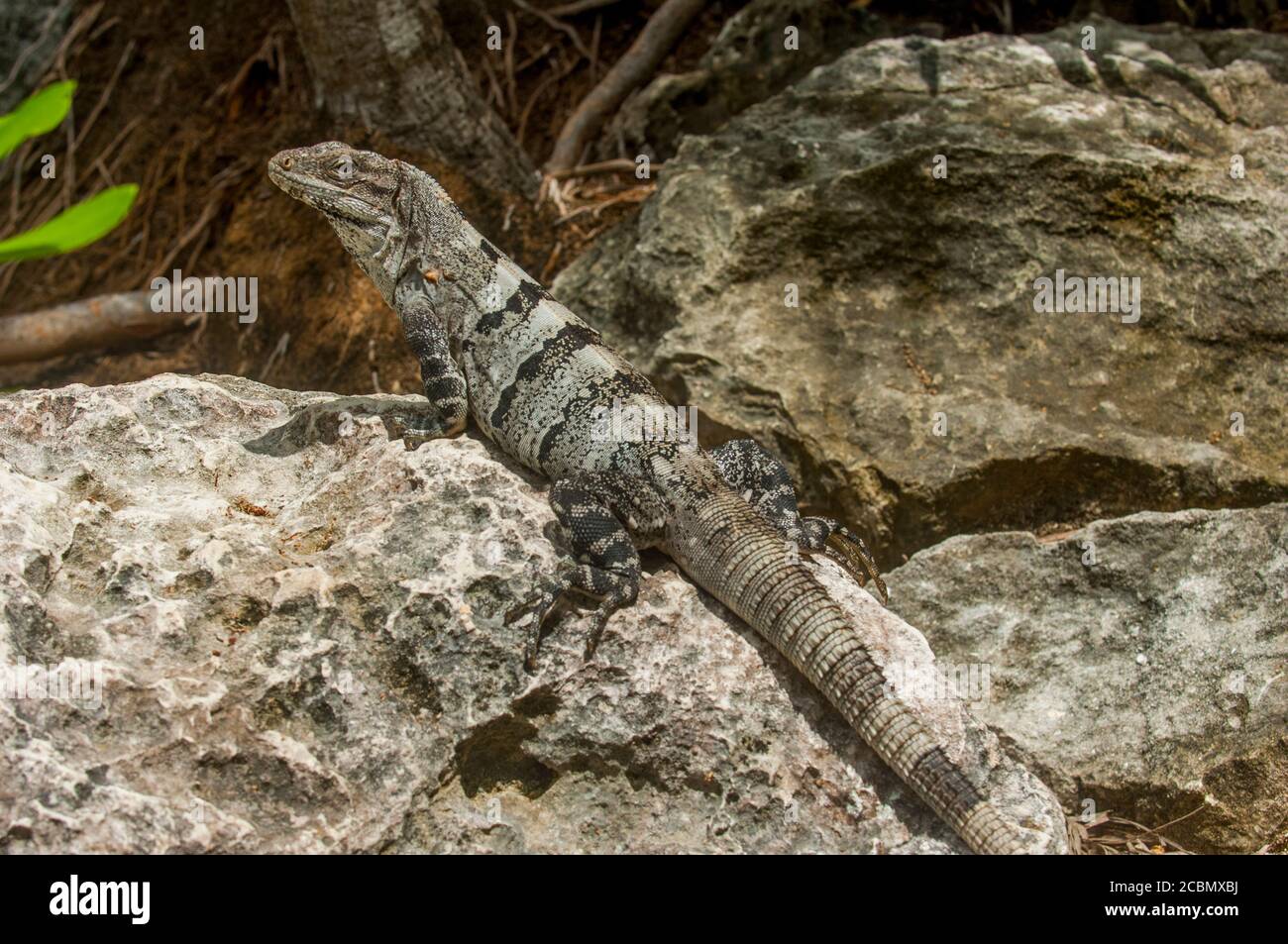 Un Iguana noir (Ctenosaura similis), également appelé Iguana à queue épineuse noire, ou Ctenosaur noir, au parc Xel-Ha, un parc à thème aquatique commercial an Banque D'Images