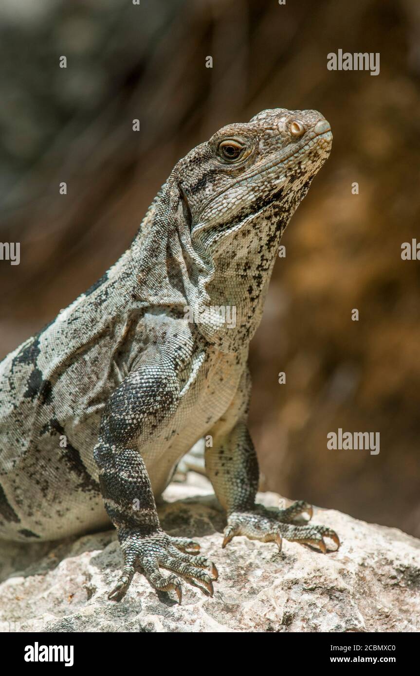 Un Iguana noir (Ctenosaura similis), également appelé Iguana à queue épineuse noire, ou Ctenosaur noir, au parc Xel-Ha, un parc à thème aquatique commercial an Banque D'Images