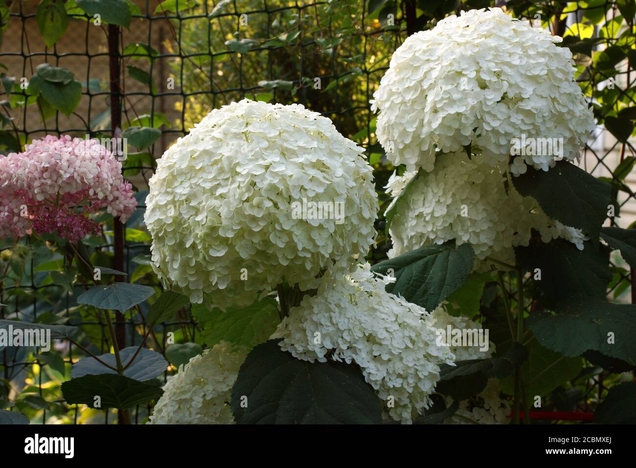 Hydrangea arborescens Incrediball Blush ou Sweet Annabelle Pink a corymb. Banque D'Images