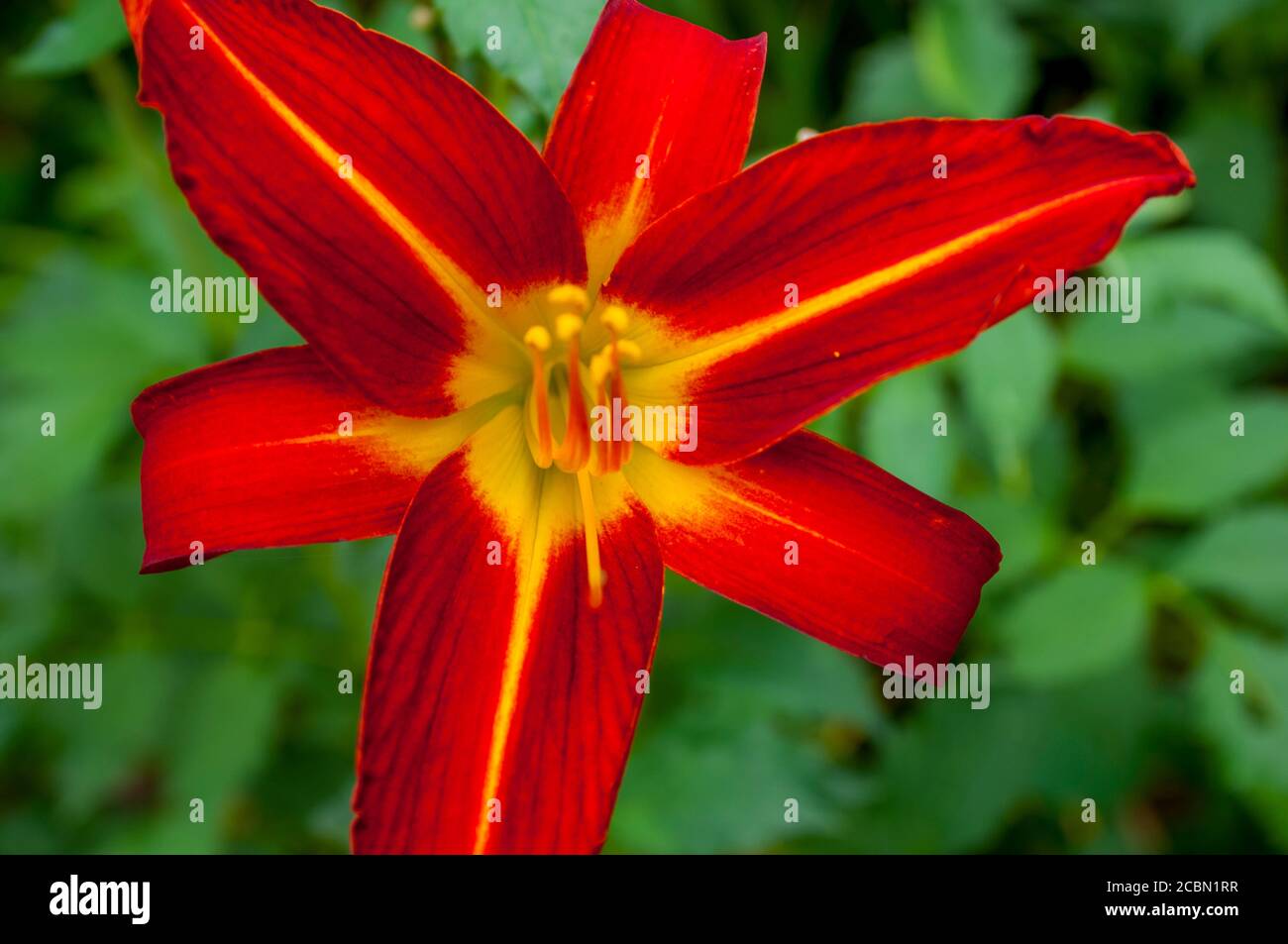 Gros plan d'une fleur de nénuphars rouge à Bellevue, État de Washington, États-Unis. Banque D'Images