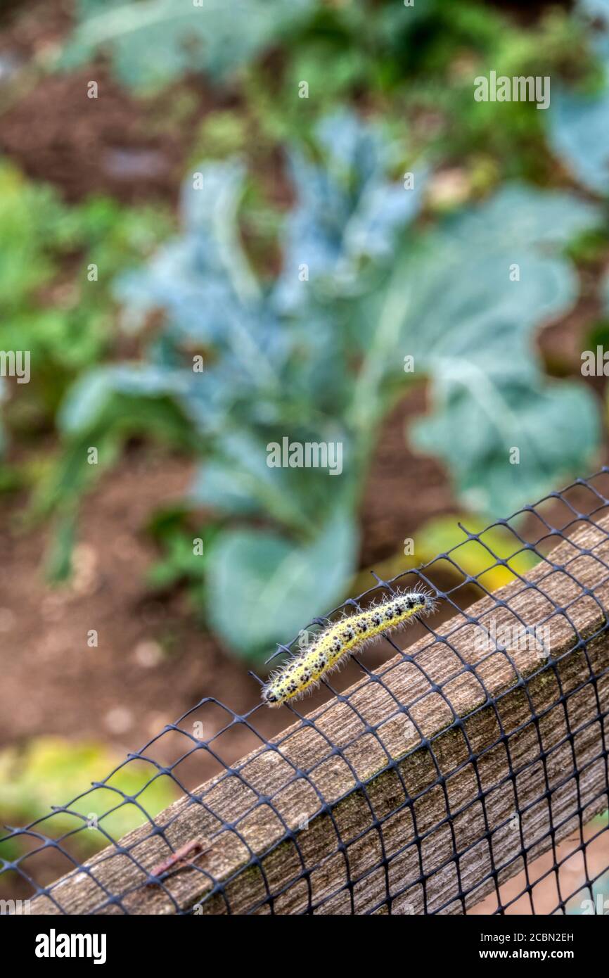 Chenille du grand papillon blanc, Pieris brassicae, sur la clôture autour des plantes de chou dans un jardin ou un allotissement. Banque D'Images