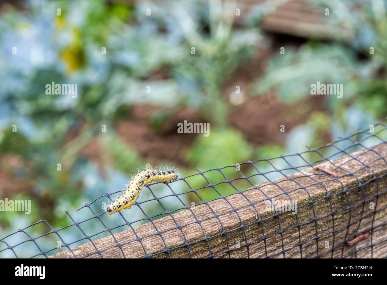 Chenille du grand papillon blanc, Pieris brassicae, sur la clôture autour des plantes de chou dans un jardin ou un allotissement. Banque D'Images