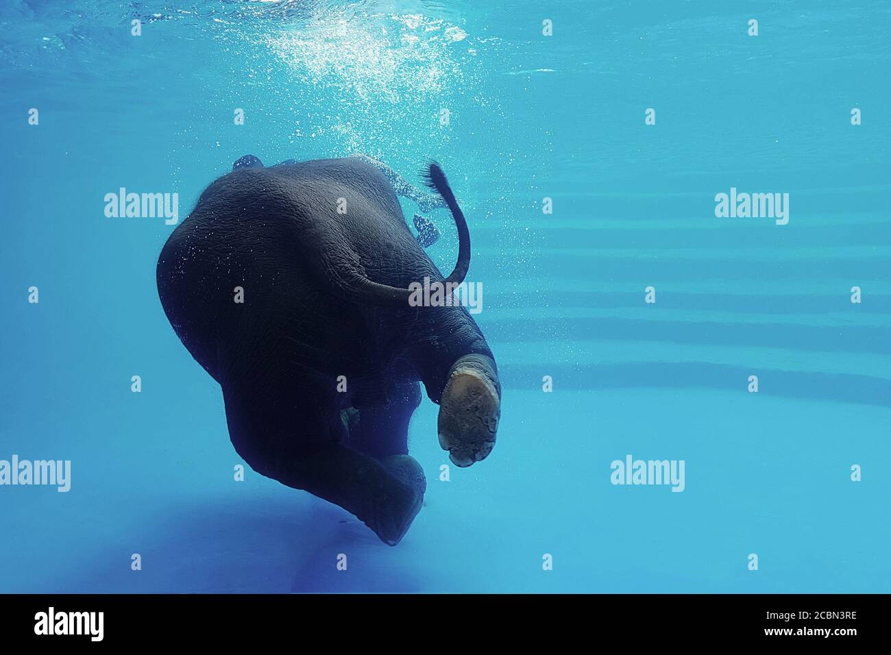 Nage des éléphants sous l'eau. Éléphant thaïlandais dans le réservoir d'eau claire avec miroirs. Spectacle d'animaux dans le zoo. Banque D'Images