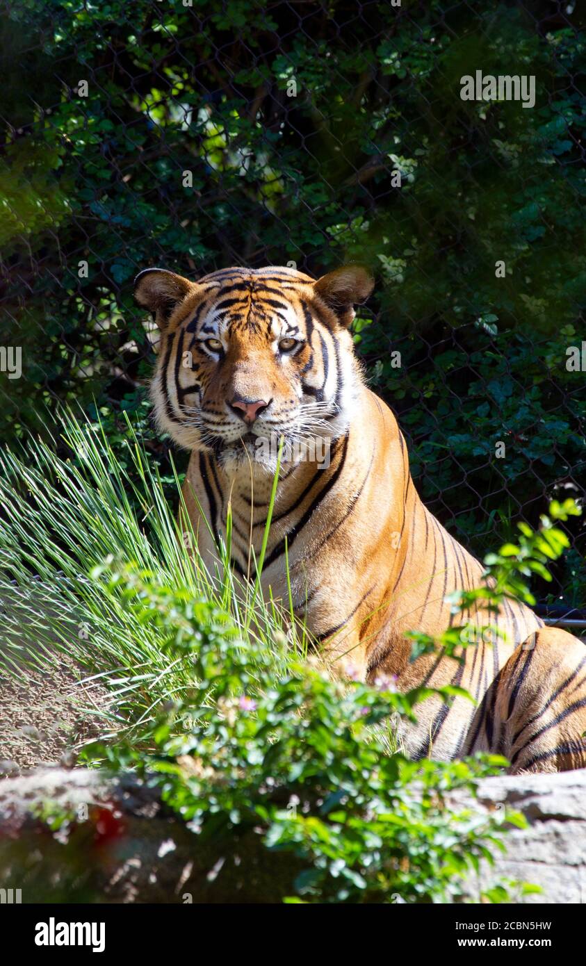 Tigre Banque D'Images