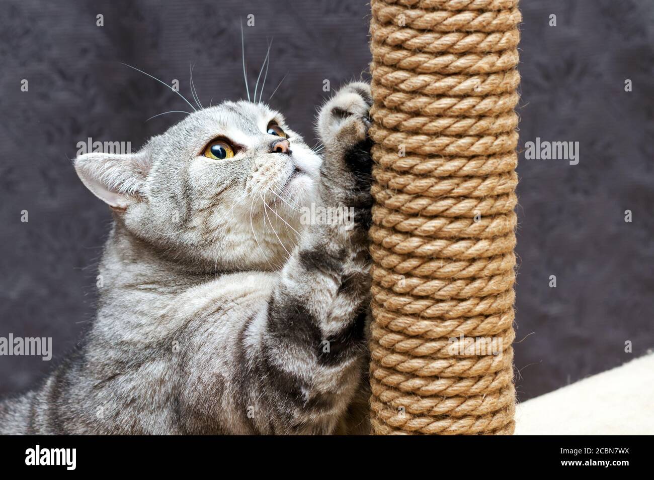 gris shorthair scottish rayé chat rayant un poteau brun Banque D'Images
