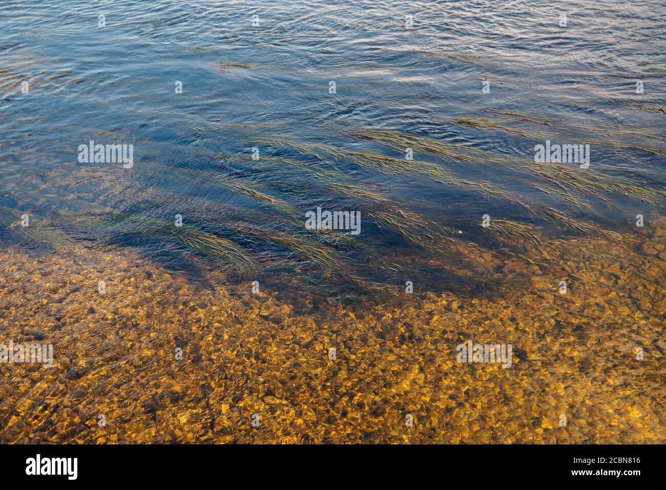 arrière-plan abstrait des algues et des pierres dans l'eau lors d'une journée d'automne ensoleillée. Banque D'Images