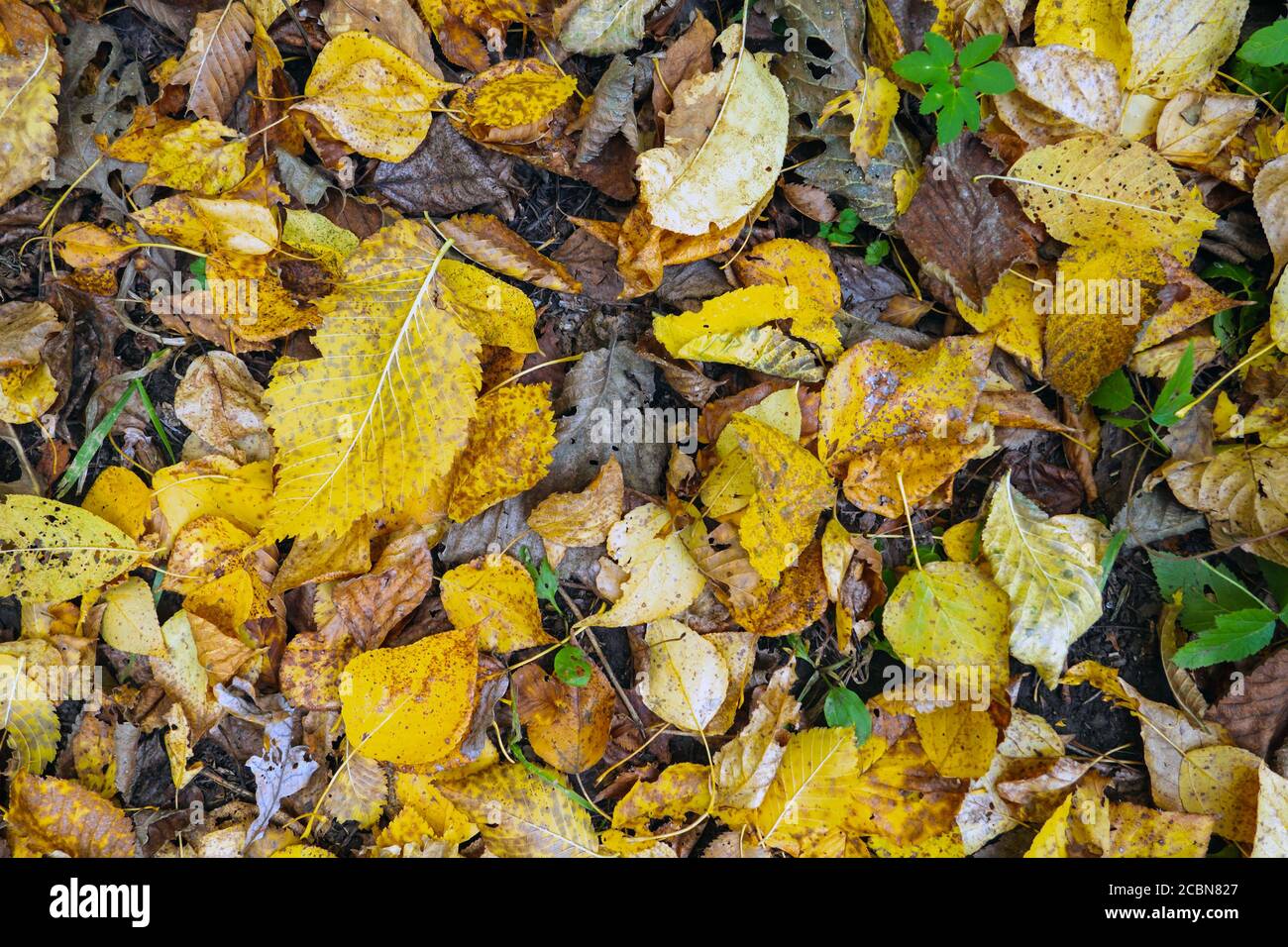 vue de dessus des feuilles mortes jaunes et brunes sèches se trouvent sur le sol, en automne. Banque D'Images