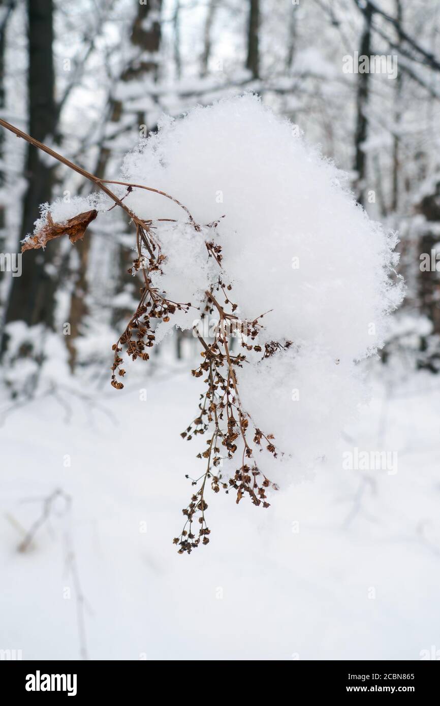 branche de plante sèche sous la neige, foyer sélectif. Banque D'Images